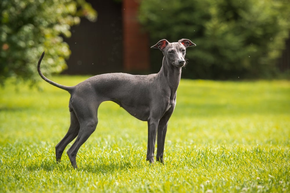Galgo: o corpo atlético e com longas pernas permite que esses cãezinhos sejam muito velozes