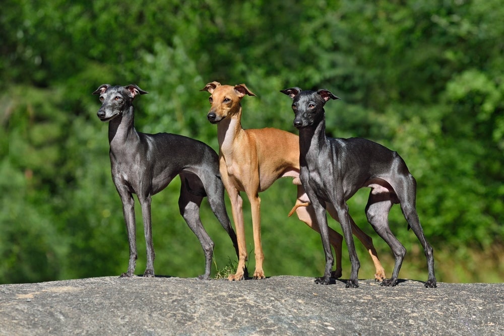 No Galguinho Italiano, cores são diversas e podem incluir pequenas manchas brancas