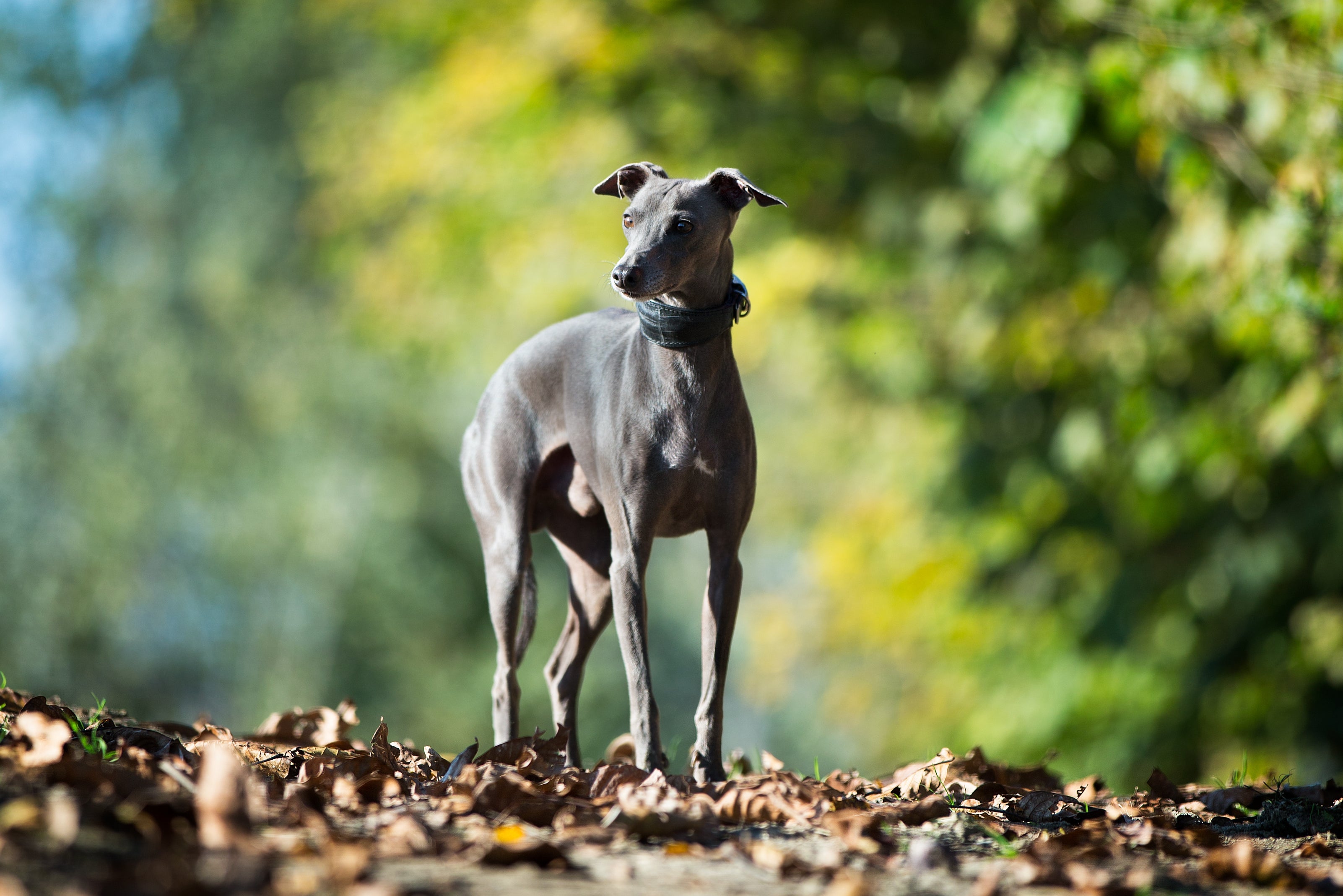 O Galguinho Italiano é um cachorro que adora relaxar