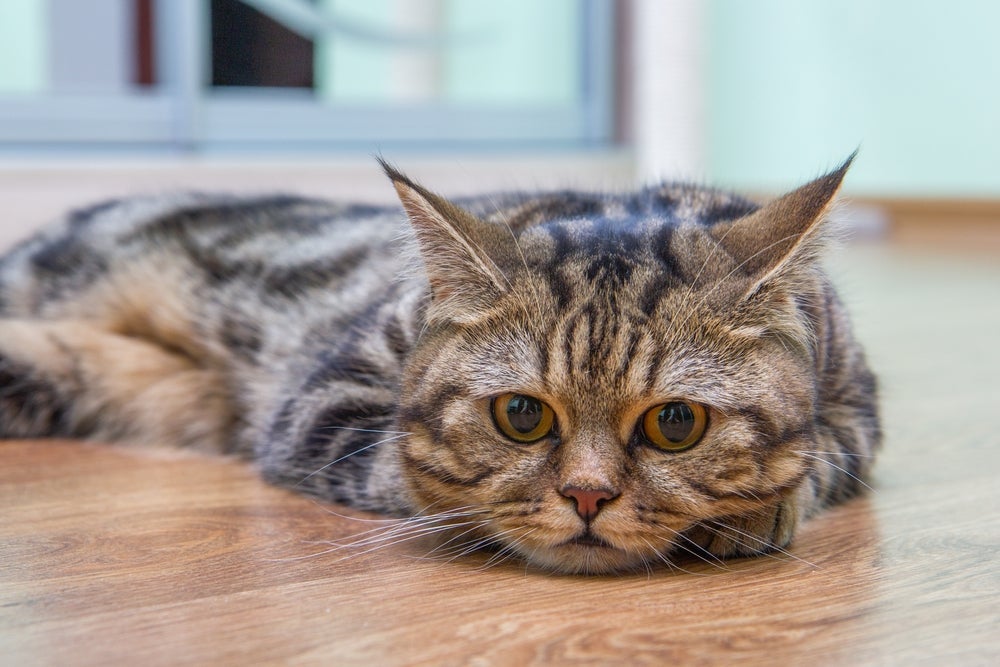 O gato com gangliosidose sofre com problemas neurológicos bem graves