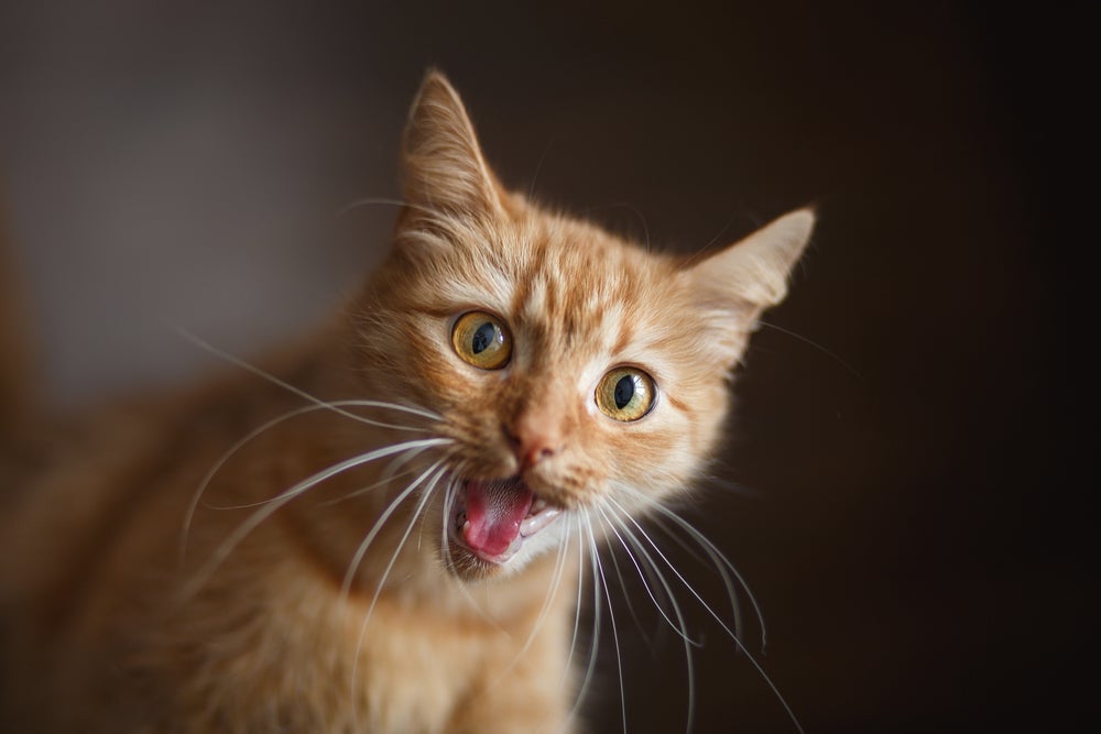 O gato laranja é conhecido por ser muito comunicativo