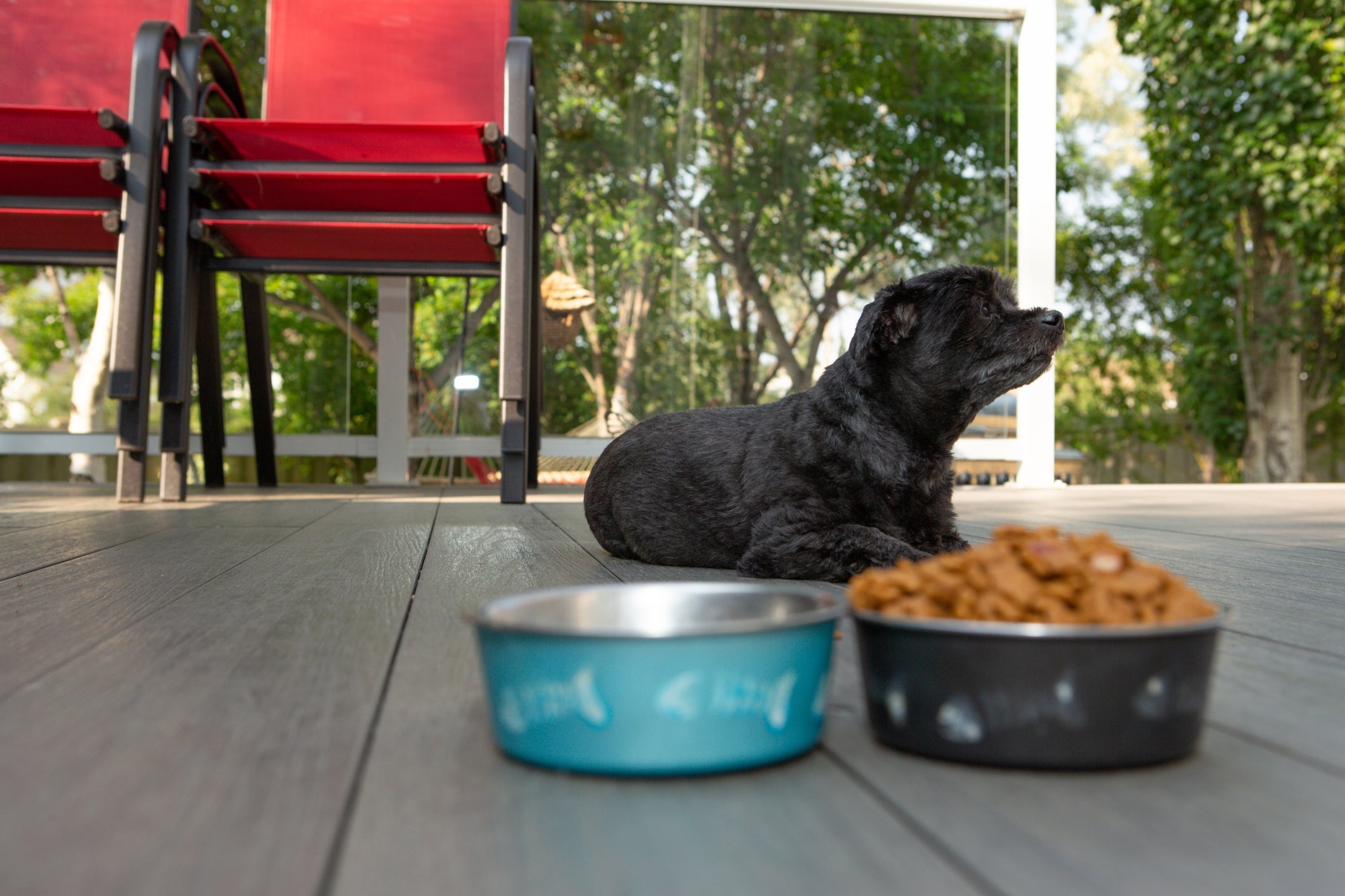 Cachorro com gastrite não quer comer para evitar o desconforto