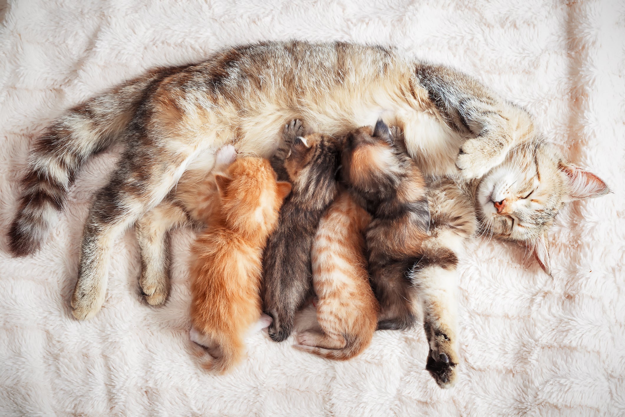Gata amamentando: a força dos filhotes puxando o leite pode fazer com que as mamas da mãe sofram lesões