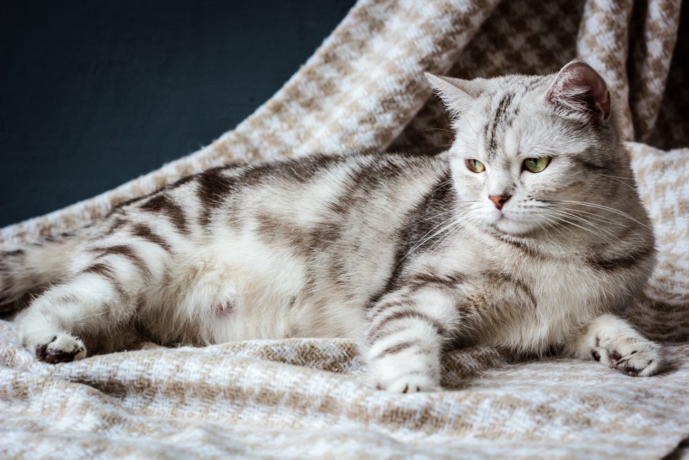 Gata grávida: o acompanhamento veterinário é essencial para que os filhotes nasçam saudáveis