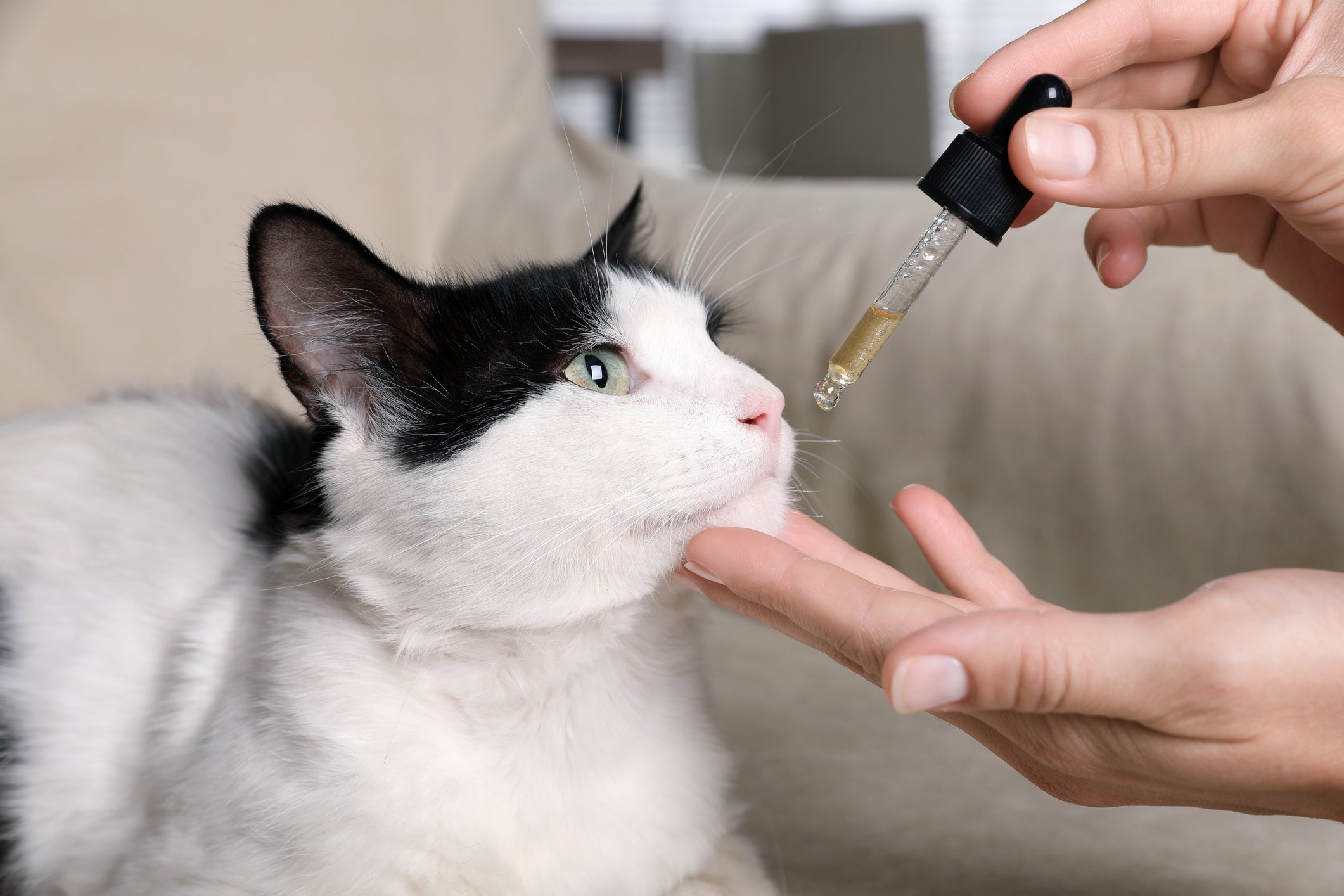 Se você tem um gato no cio, o que fazer? A dica é investir no uso de florais para acalmá-lo