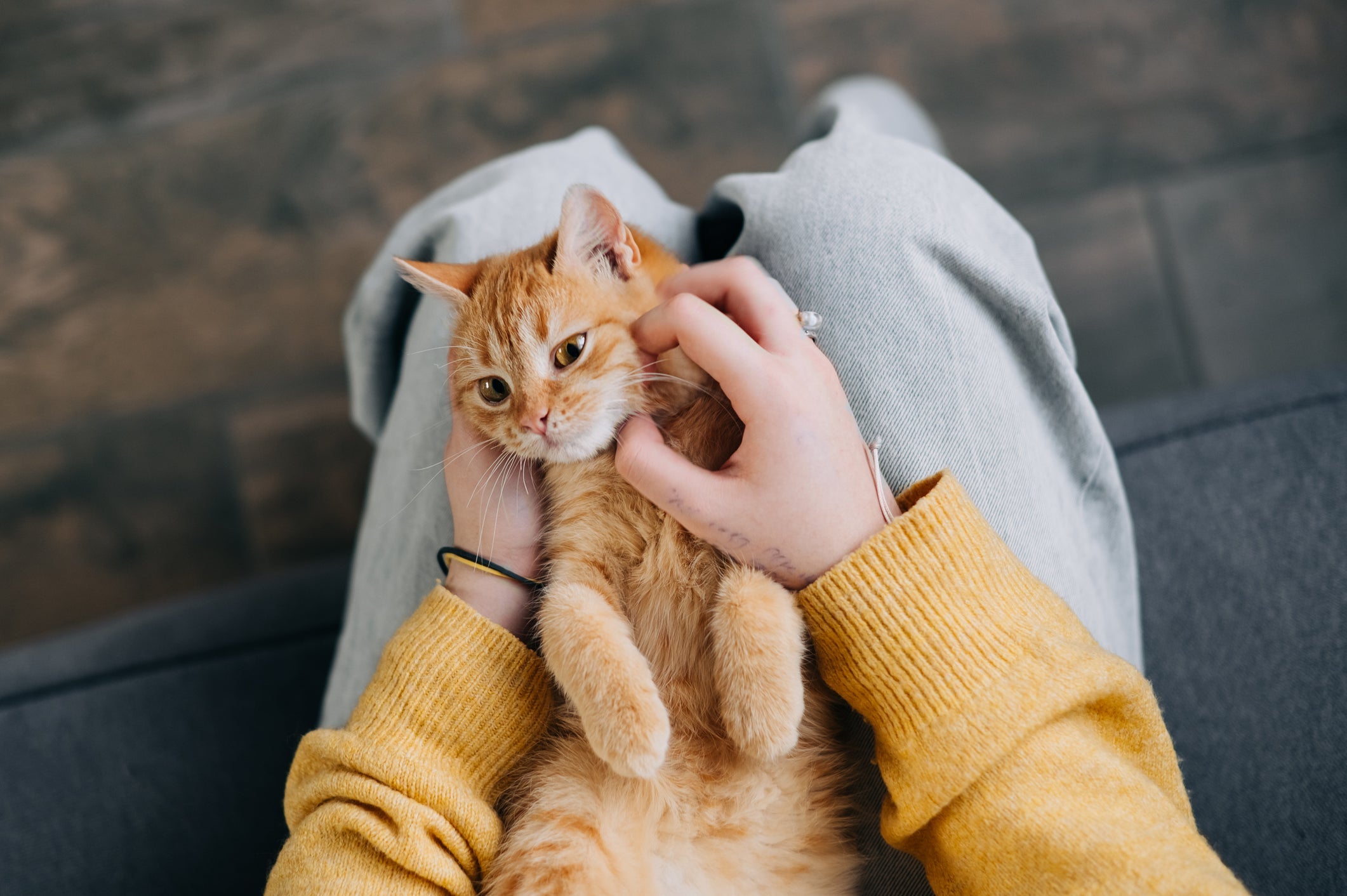 A gata no cio fica mais carinhosa e dengosa