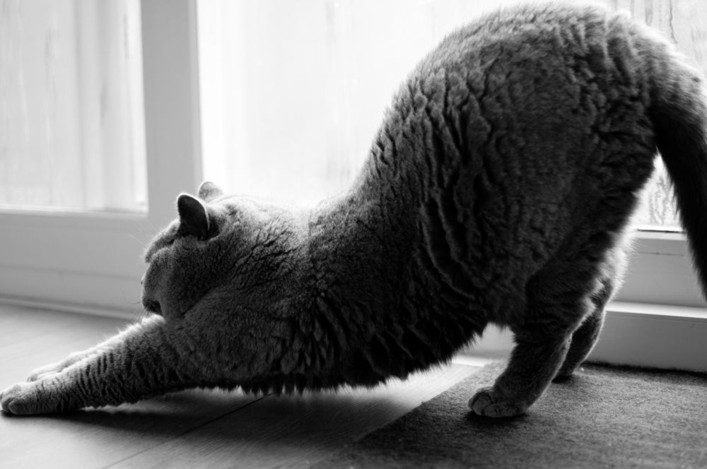 No cio de gato, a fêmea fica mais manhosa