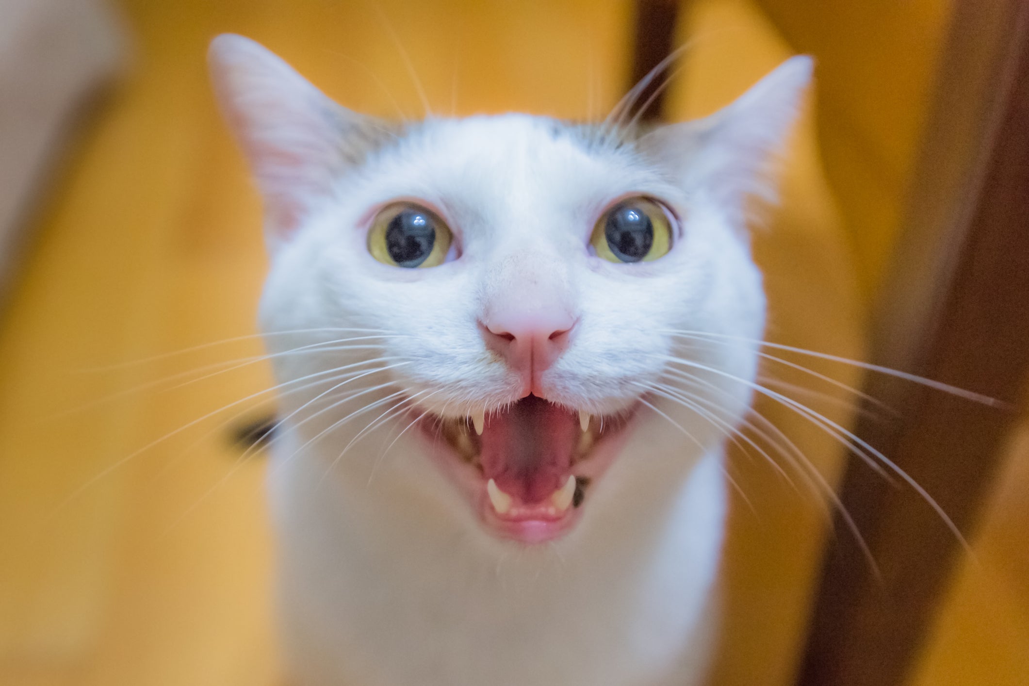 Os miados altos e estridentes indicam uma gata no cio 