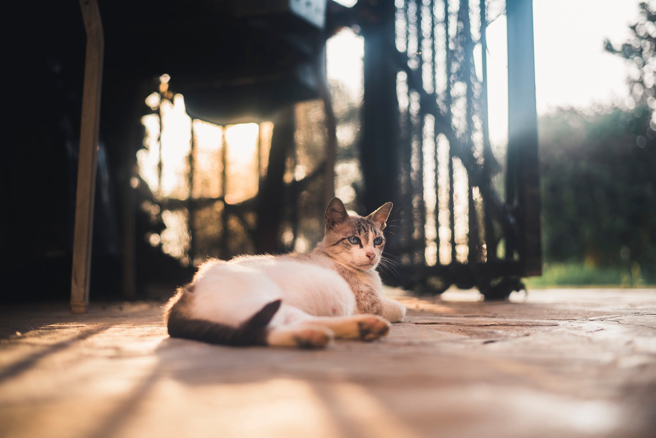 A gata prenha pode ficar mais carente que o normal durante a gestação