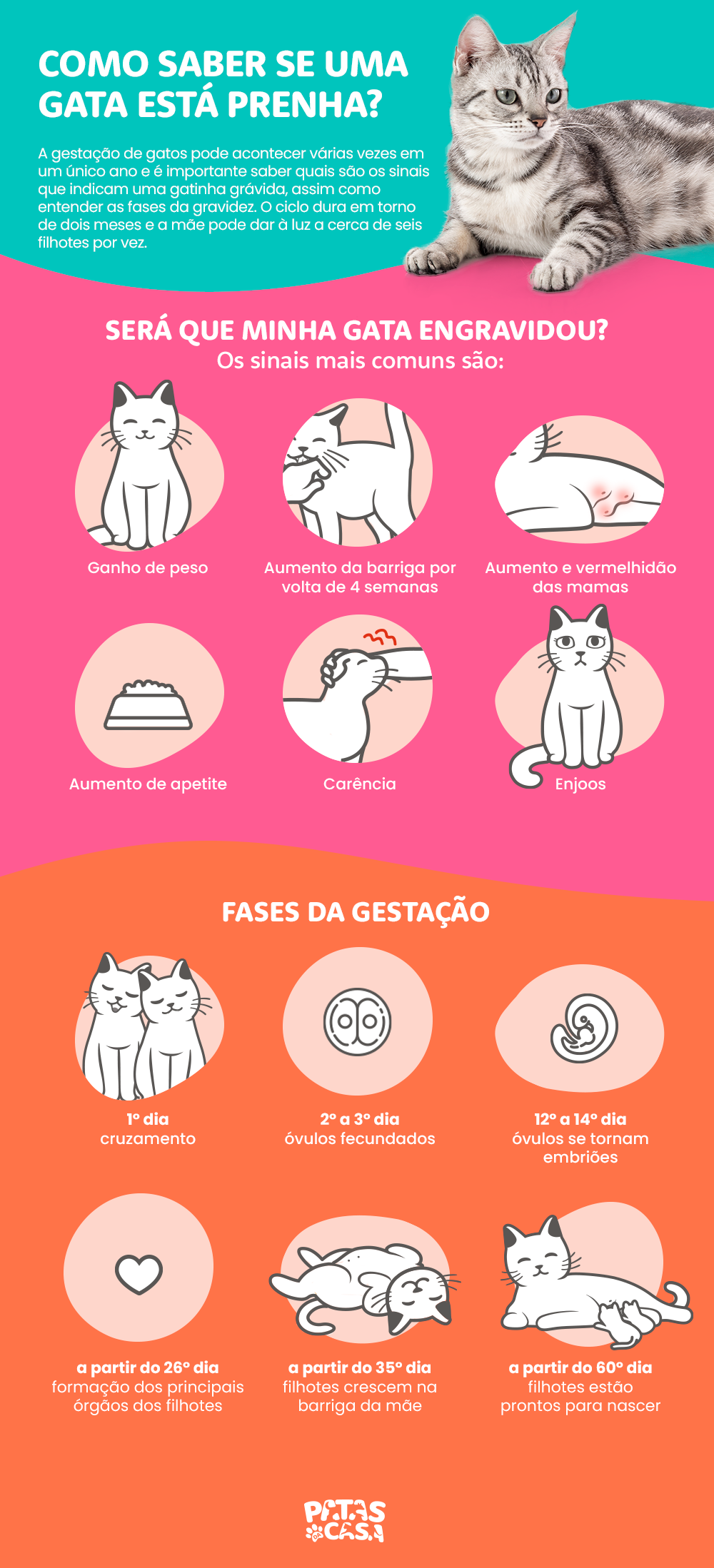 A gestação de gato passa por várias fases e é importante entender cada uma delas