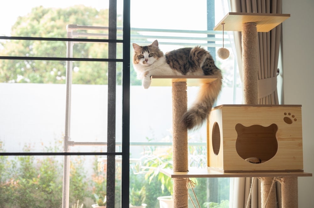 Quer saber como dizer eu te amo pro gato? Invista na gatificação do ambiente