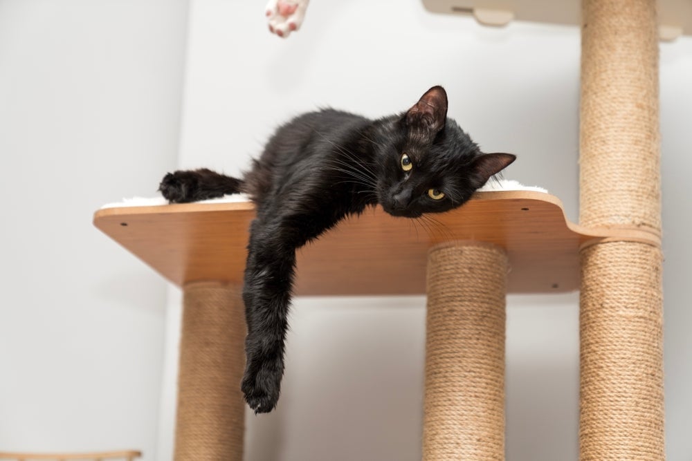 A gatificação da casa deve ser pensada para atender aos instintos do pet, como o hábito de arranhar