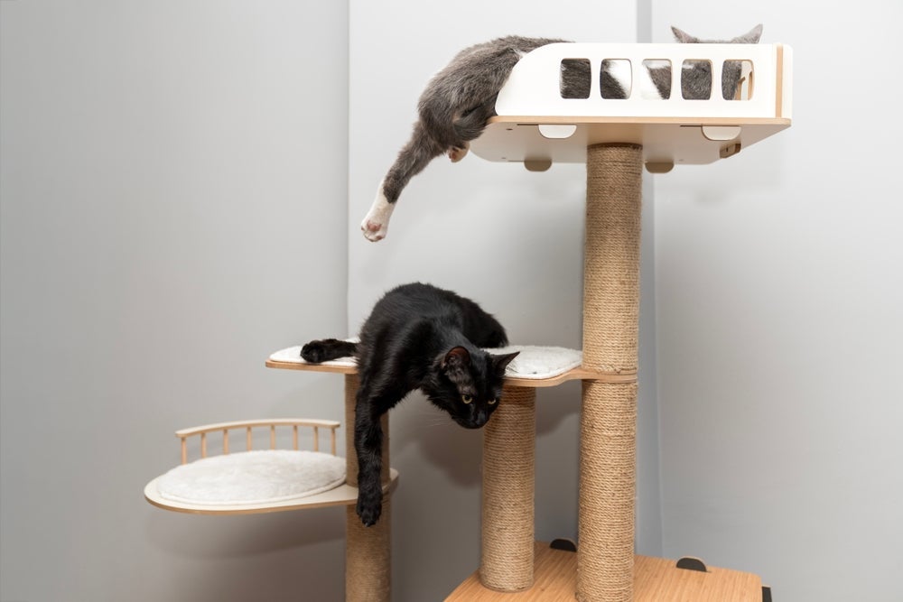 O estresse em gatos pode ser amenizado com a gatificação