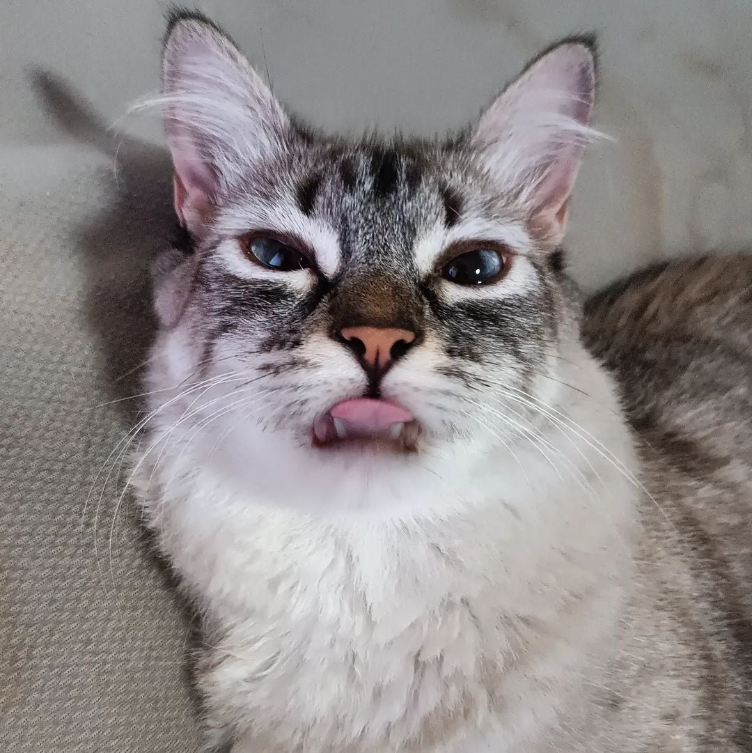 Um gato sem equilíbrio, como a Nala, precisa de maior cuidado no dia a dia
