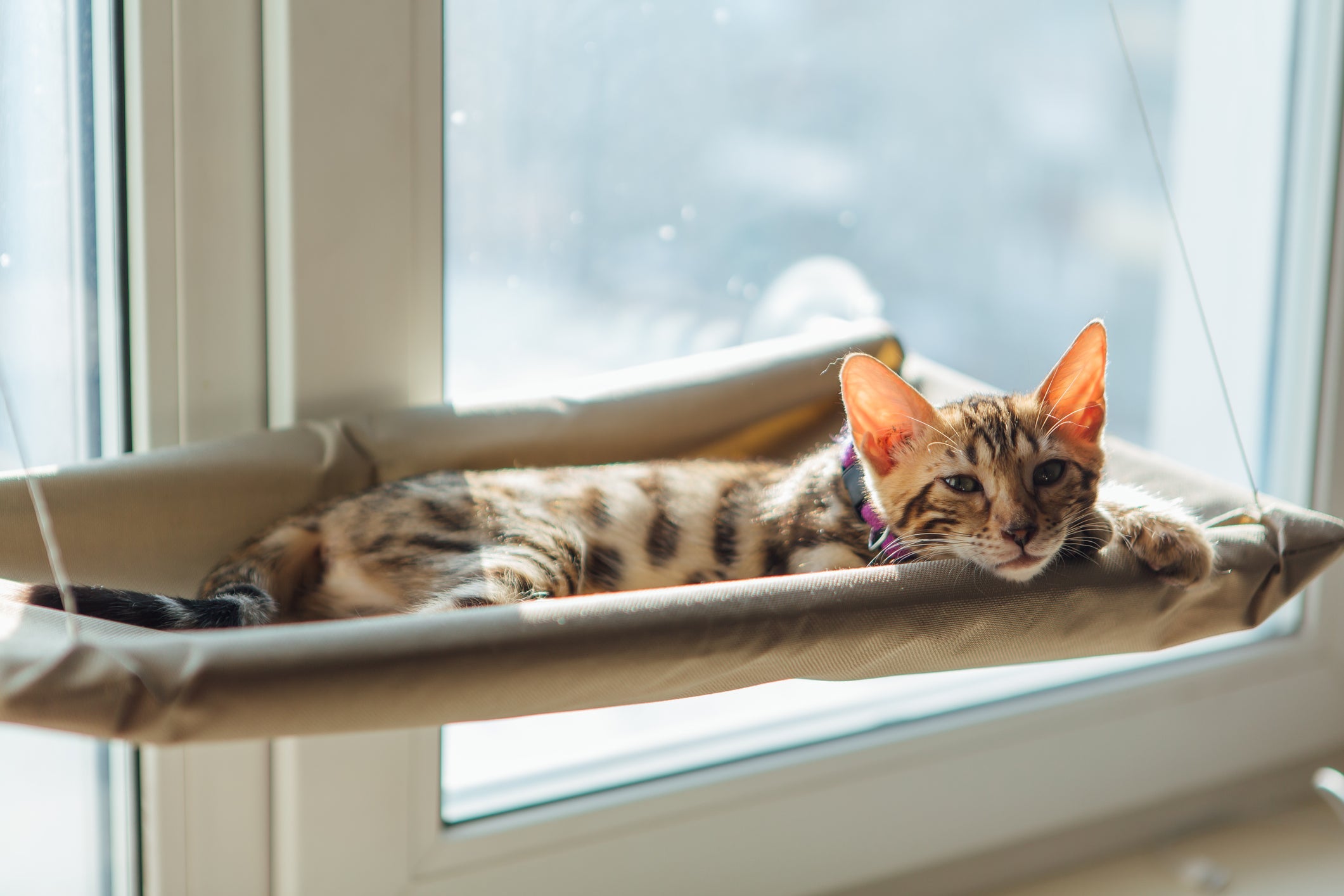Gatinhos felizes estão sempre relaxados