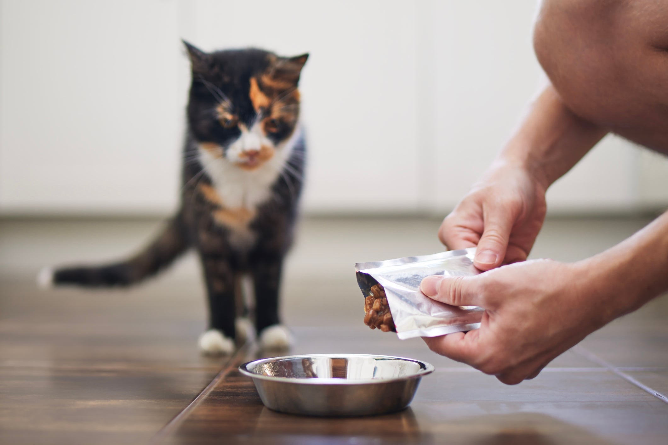 Ao contrário do que dizem, o sachê para gatos é cheio de benefícios para os felinos