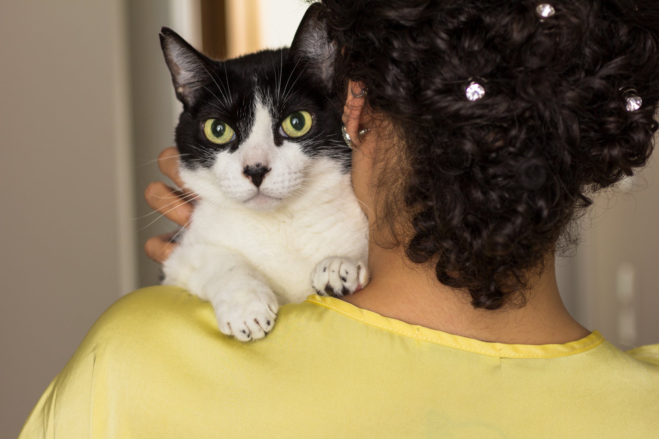 Surpreendentemente, o cérebro do gato tem semelhanças com o cérebro humano