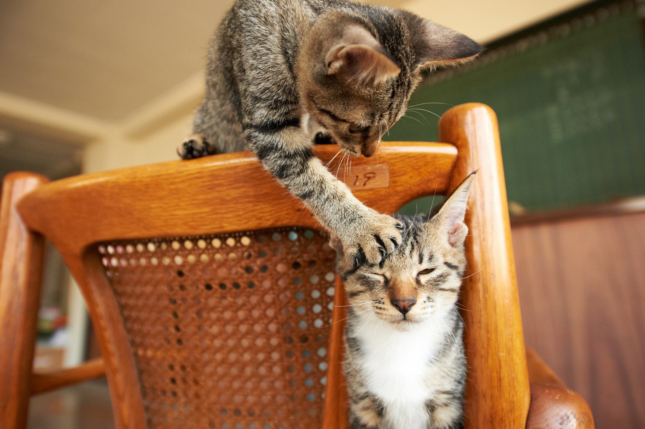 Os gatos se comunicam entre si com diferentes expressões faciais