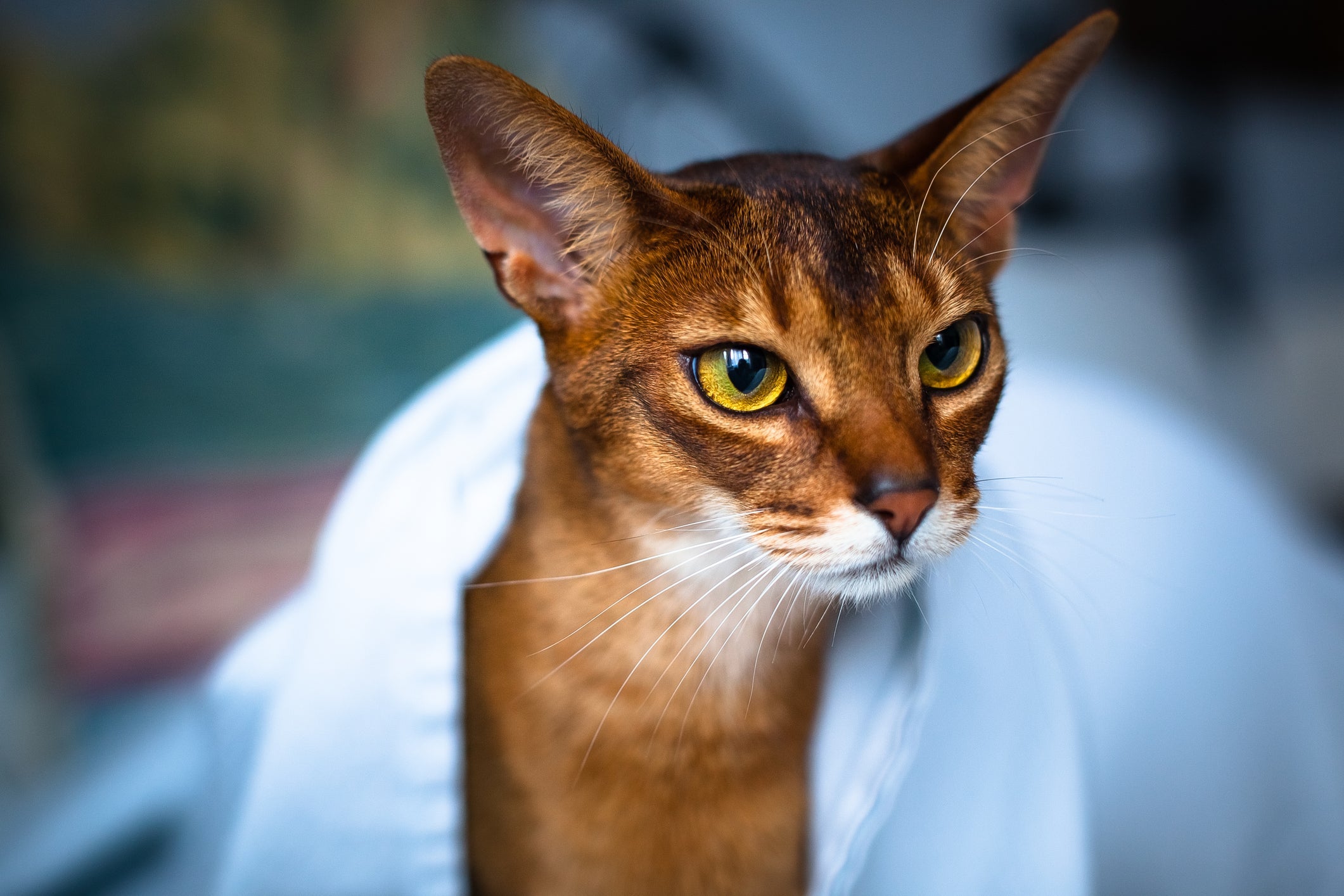 É impossível não se surpreender com a aparência exótica do gato Abissínio