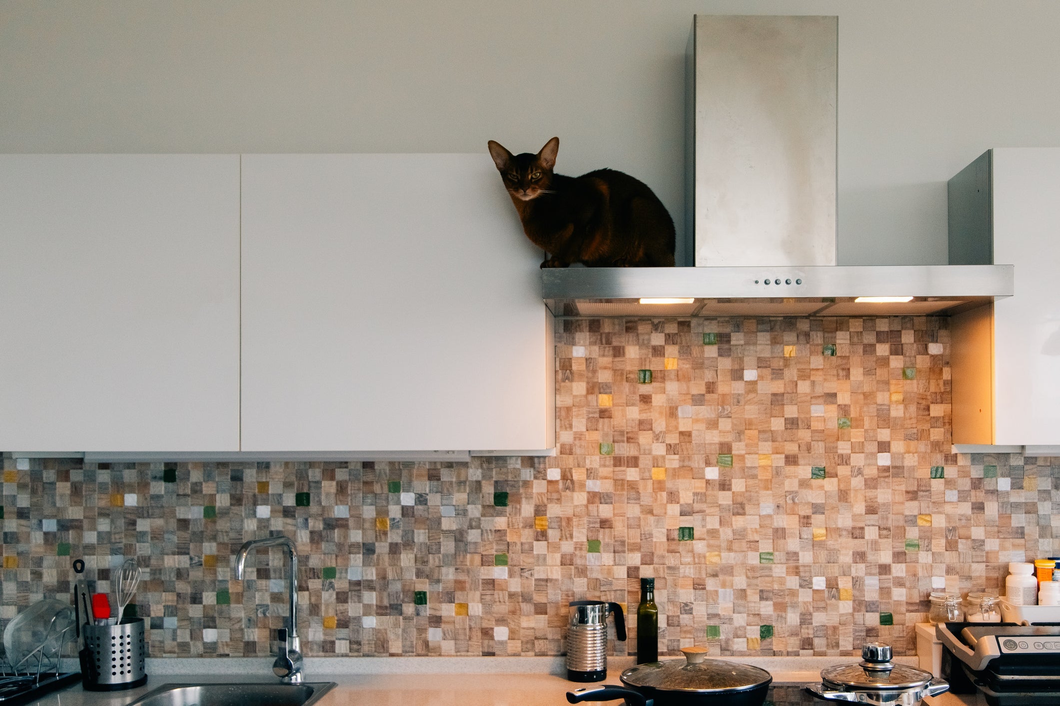 O gato Abissínio é muito explorador
