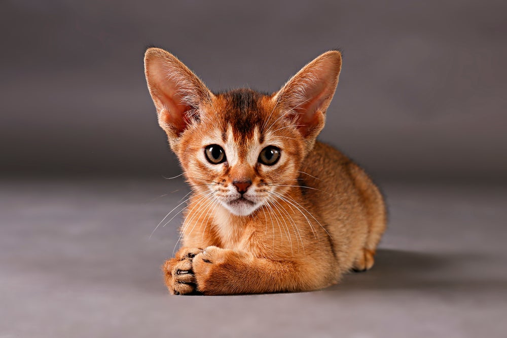 Gato Abissínio: existem muitas crenças associadas ao exuberante felino