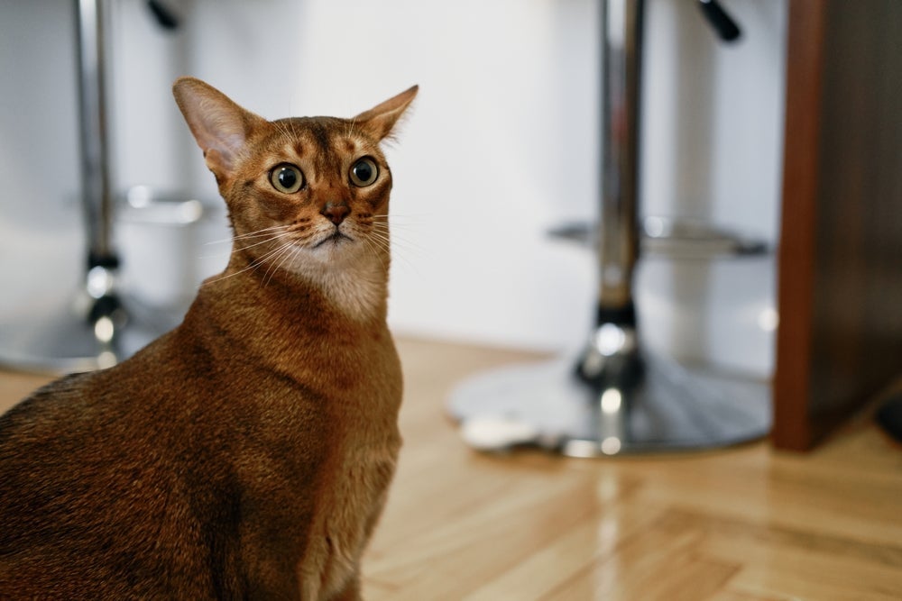 O gato Abissínio adora se envolver em desafios  