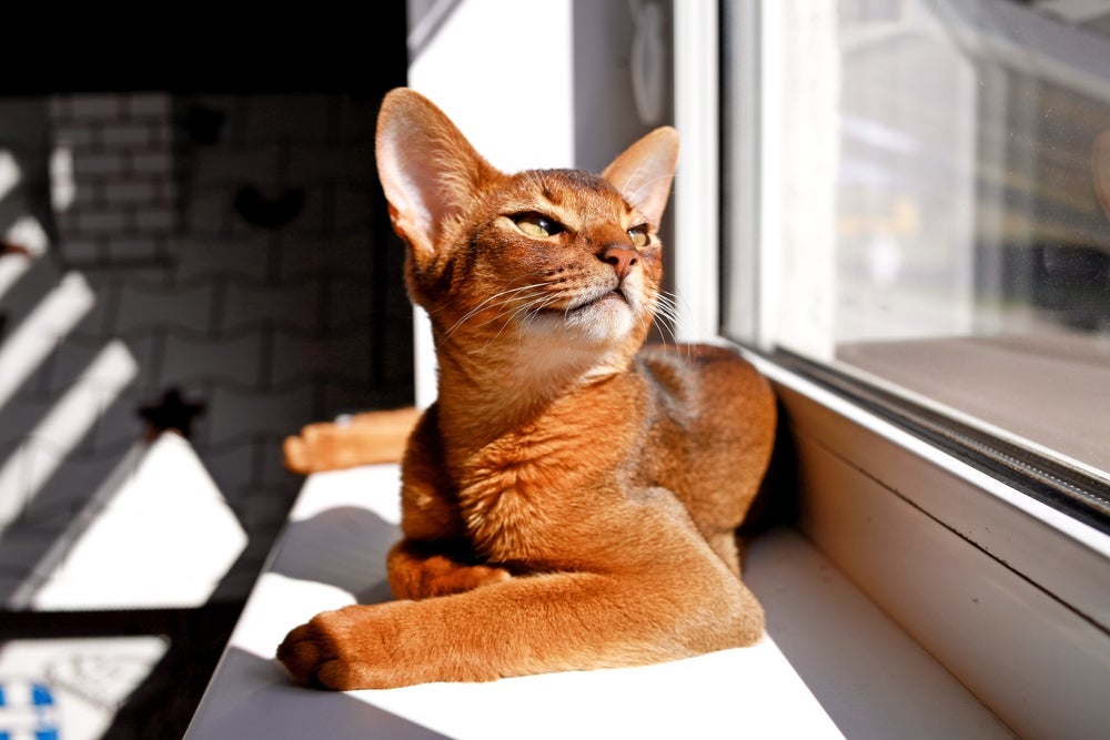 Abissínio: gato dessa raça gosta de explorar e caçar no ambiente onde vive.