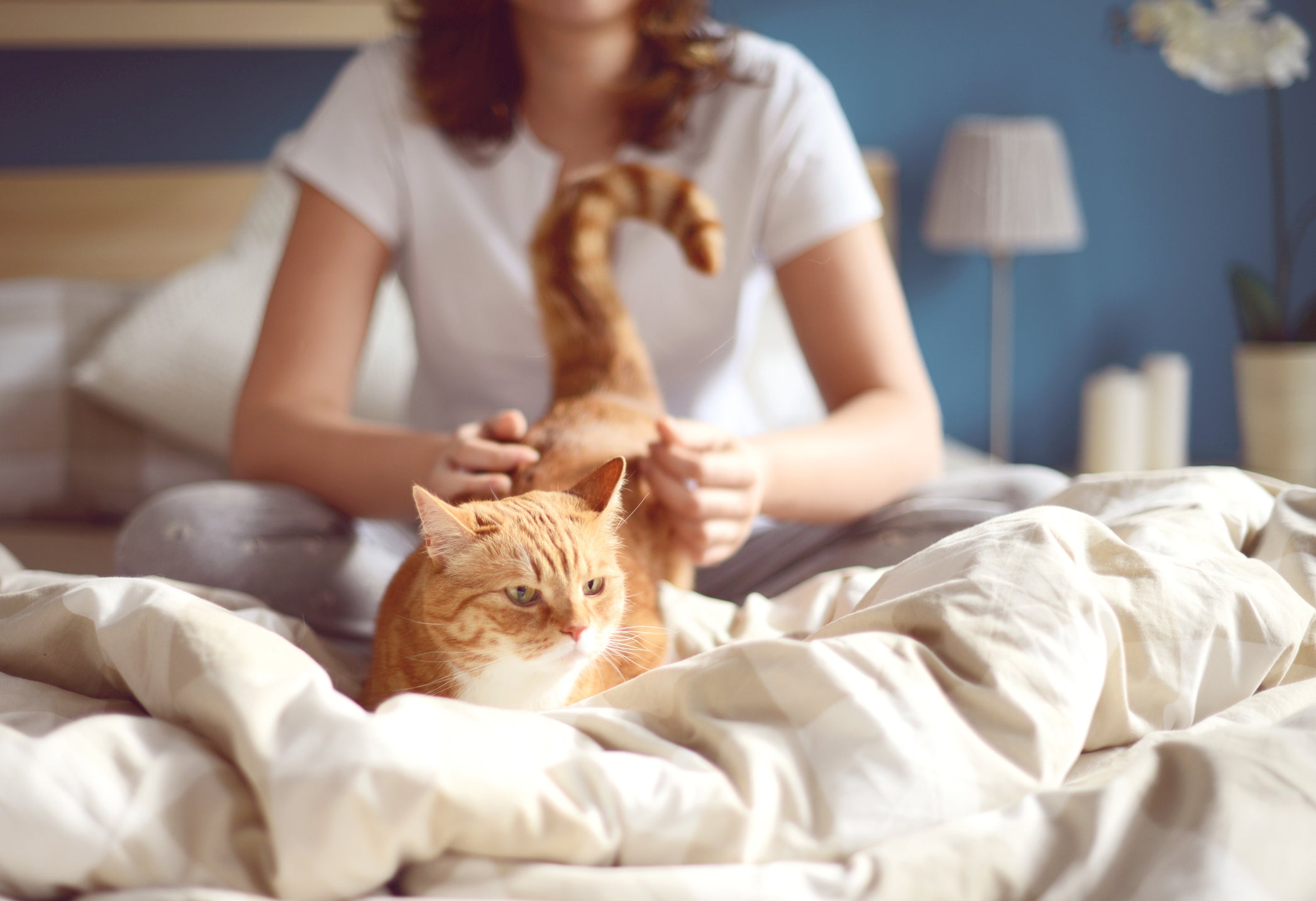 O motivo porque o gato acorda o dono pode ter várias origens