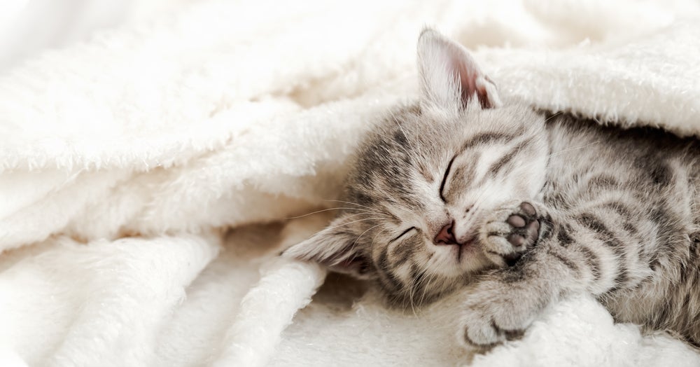 Gato afofando cobertor: o movimento também é conhecido como amassar pãozinho.
