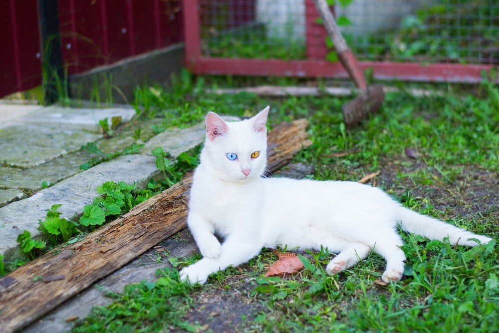 A diferença entre um gato branco e um gato albino pode ser detectada observando detalhes como a pele e os olhos do animal.