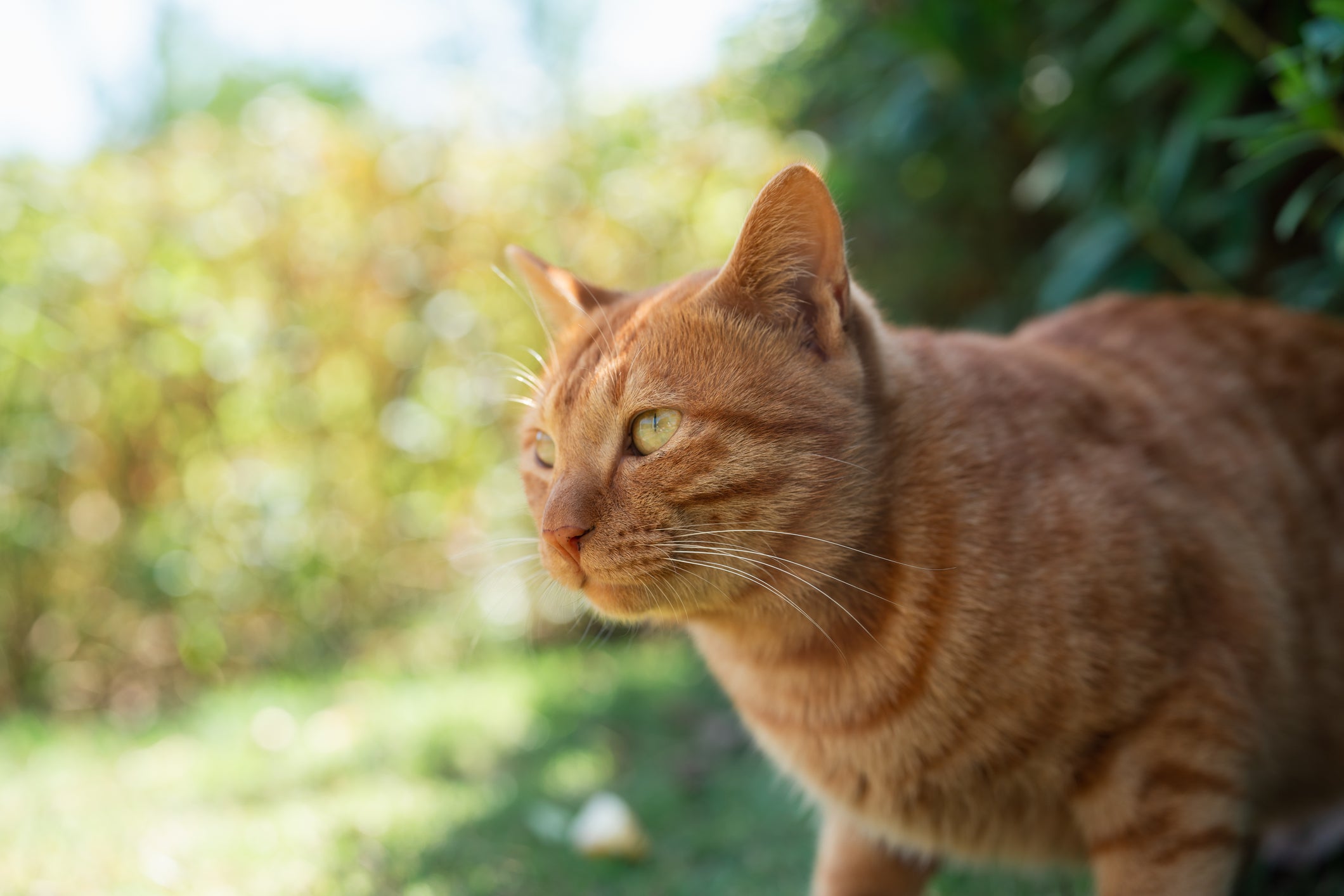 Gato amarelo ou laranja é um tipo comum, porém muito lindo