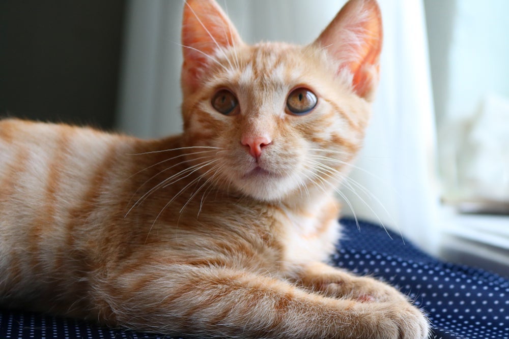 O gato amarelo é sociável e destemido