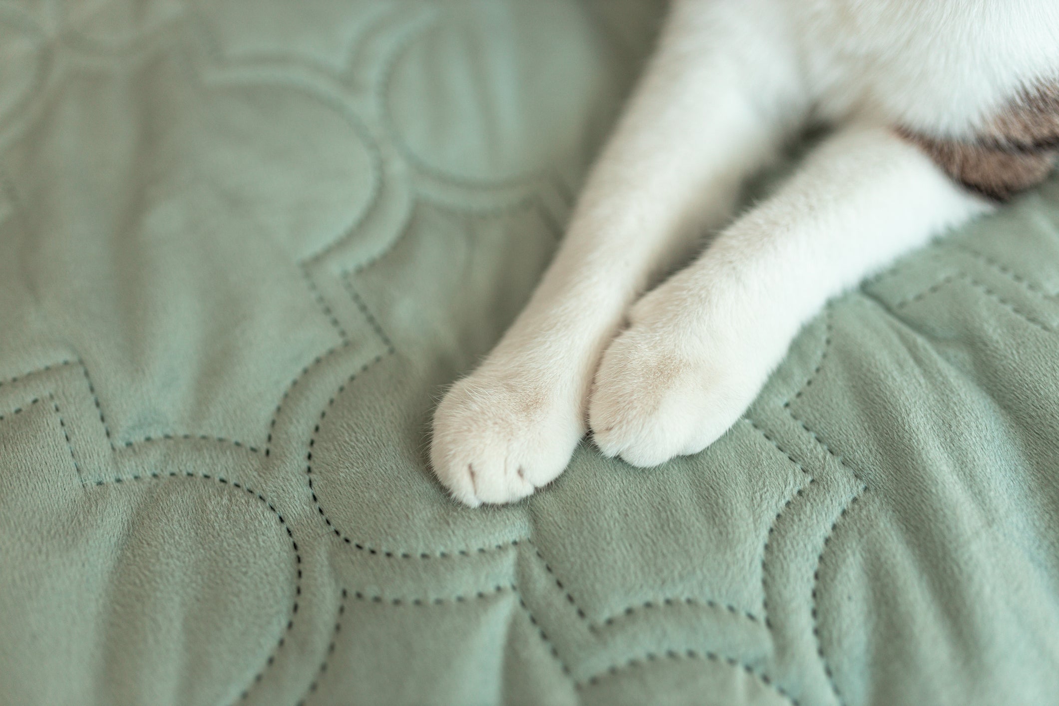 Os gatos amassam pãozinho no cobertor por várias razões, como marcação territorial, deixar o local confortável ou relaxarem com a memória materna