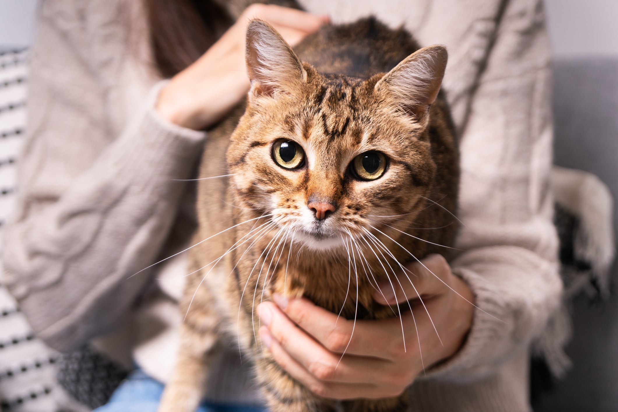Gatos amassando pãozinho no colo do tutor é uma forma do felino dizer a outros animais que o tutor já tem dono