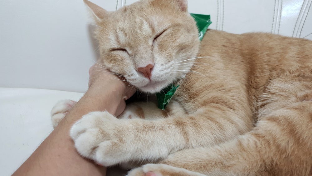 Gatos amassam pãozinho para demonstrar amor e conforto na presença do tutor