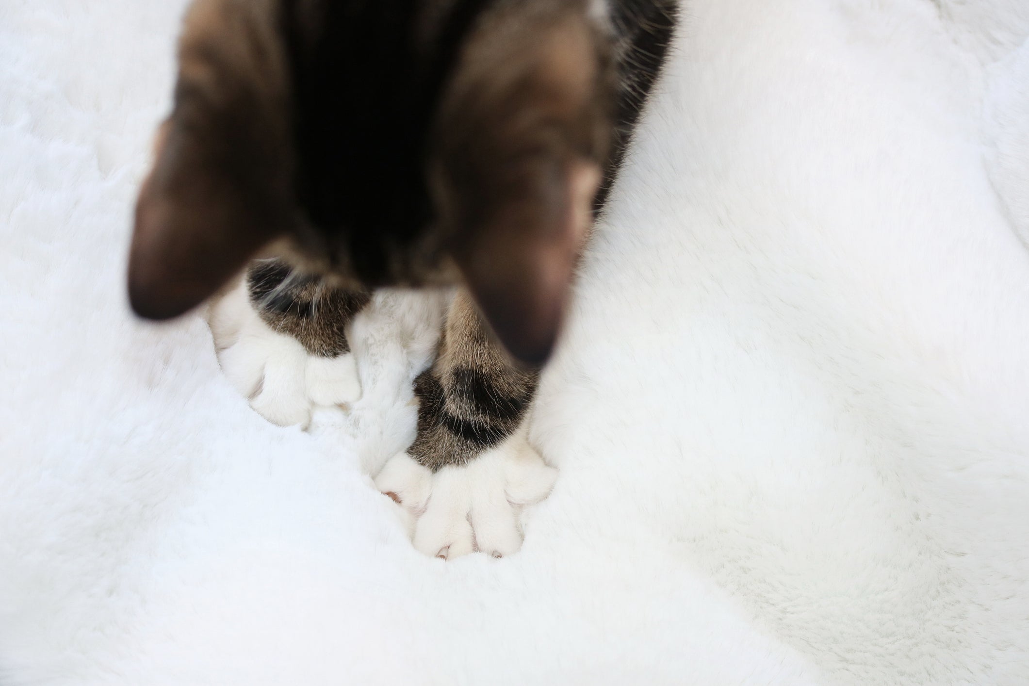 Gato amassando pãozinho com frequência pode ser sinal de uma personalidade carinhosa