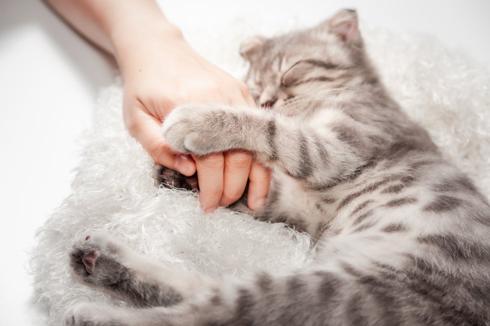 Gato afofando o dono pode ser uma forma de dizer "eu te amo"