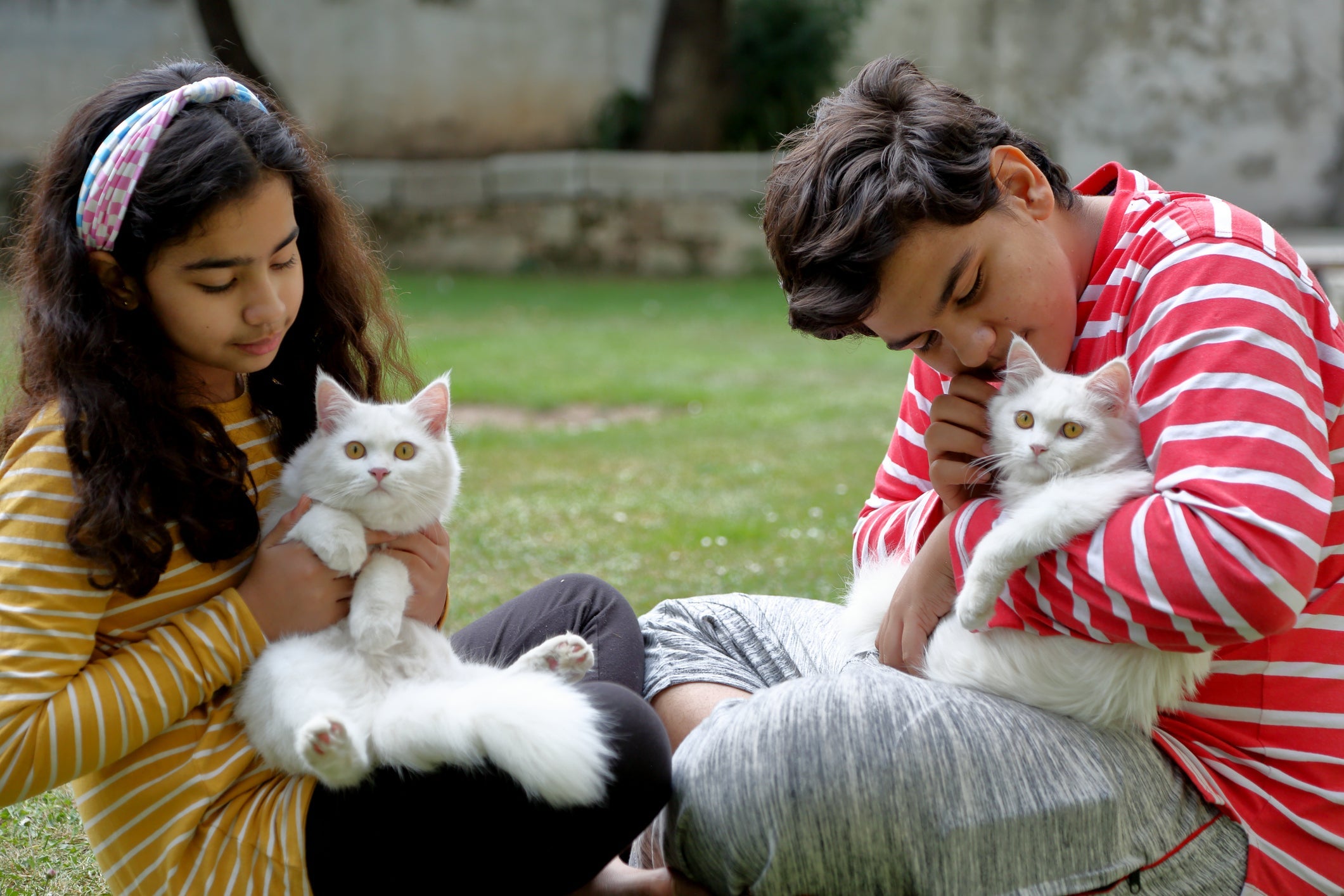 O gato Angorá é um gato inteligente e apegada com a família