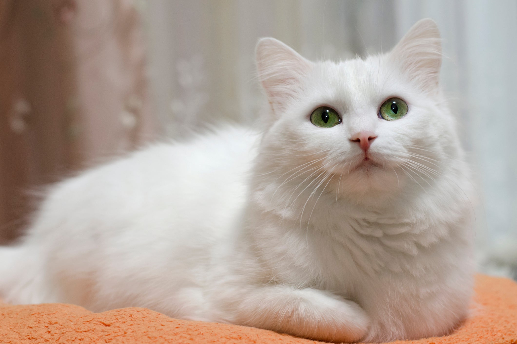 O gato Angorá gosta de ser desafiado