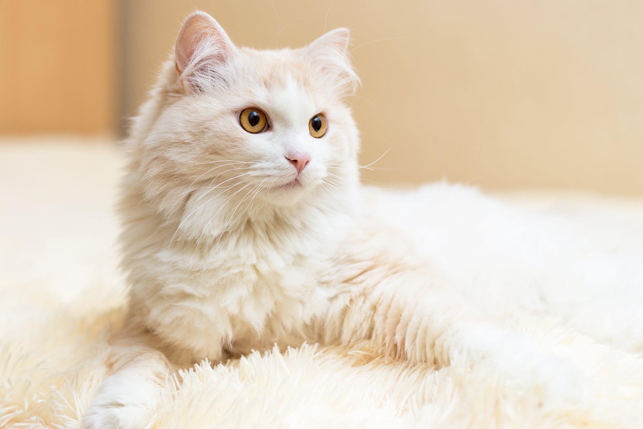 O gato Angorá é brincalhão e está sempre em busca de diversão