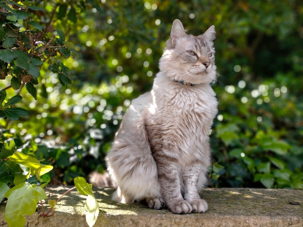 O gato Angorá cinza é outra variação de cor dessa raça comunicativa e muito inteligente