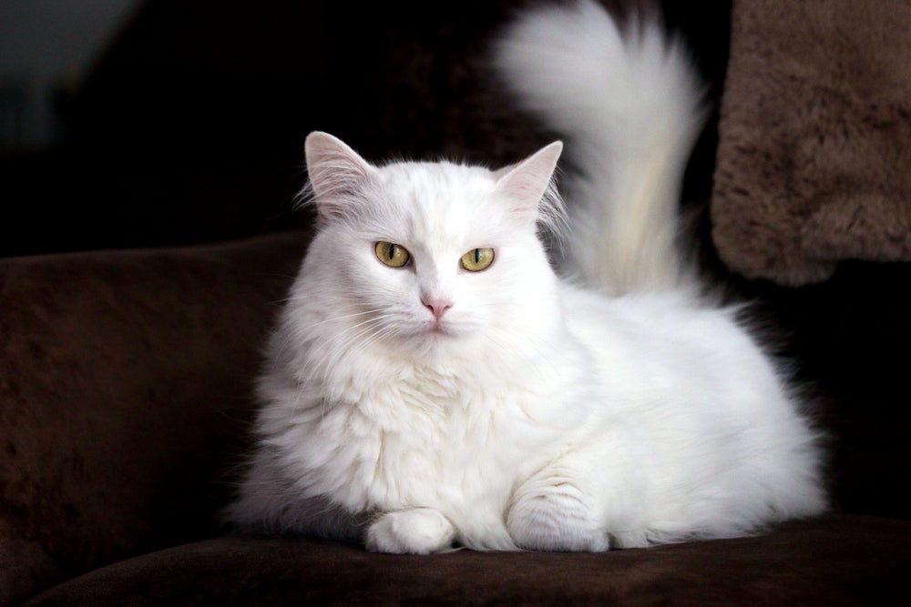 O gato Angorá Turco tem muita classe e é bem peludo e branquinho, típico da realeza