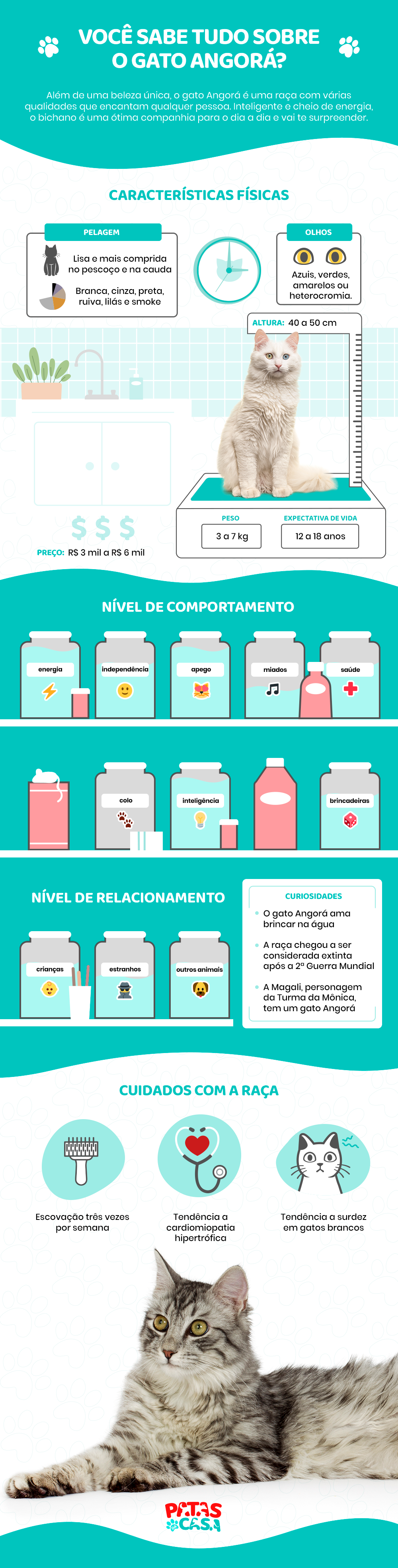 O gato Angorá é muito popular e tem características únicas