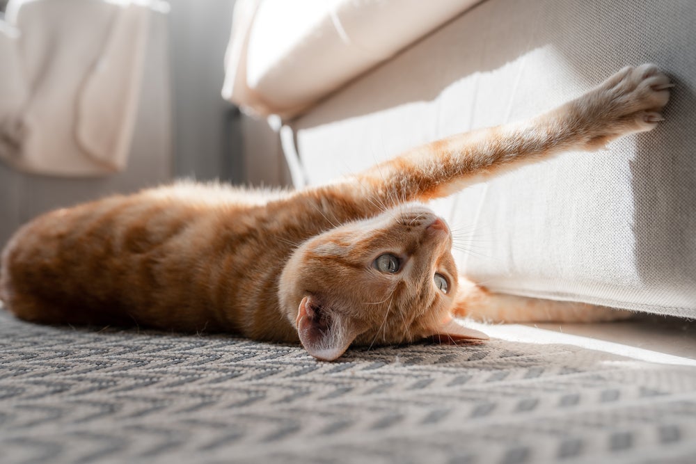 Os arranhadores podem evitar esse comportamento do gato