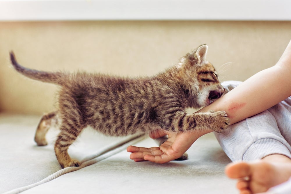 Gato arranhando o dono pode ser brincadeira, estresse ou sinal de doença