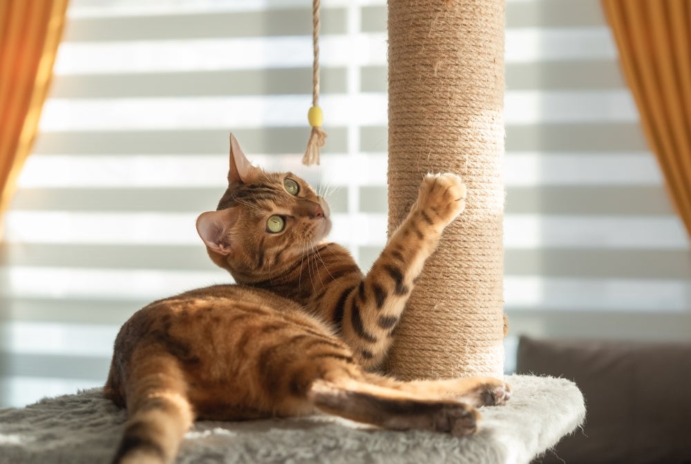 Com o arranhador, gato tem seus instintos preservados e mantém o bem-esta