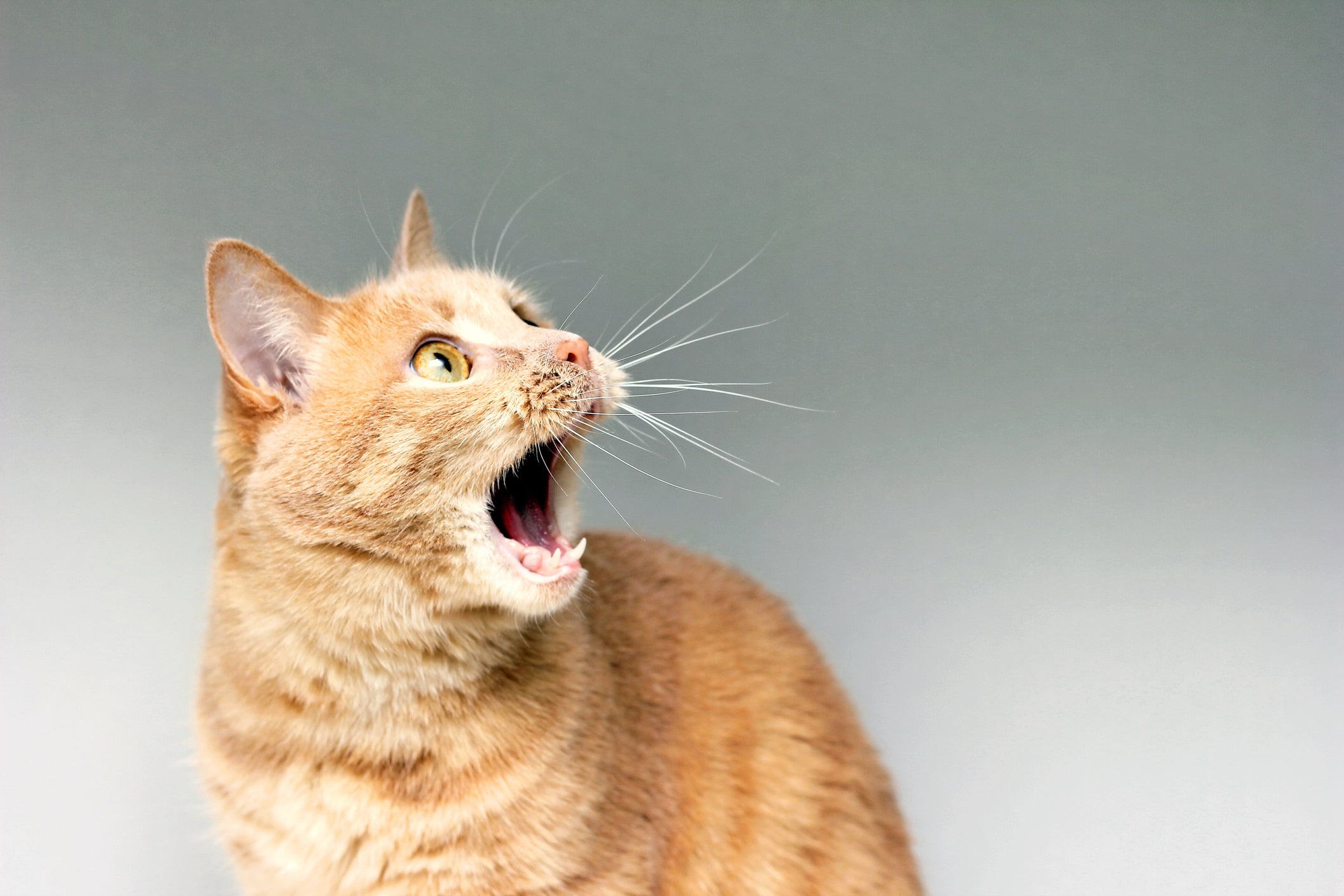 Na linguagem dos gatos, os pelos arrepiados servem para afastar ameaças