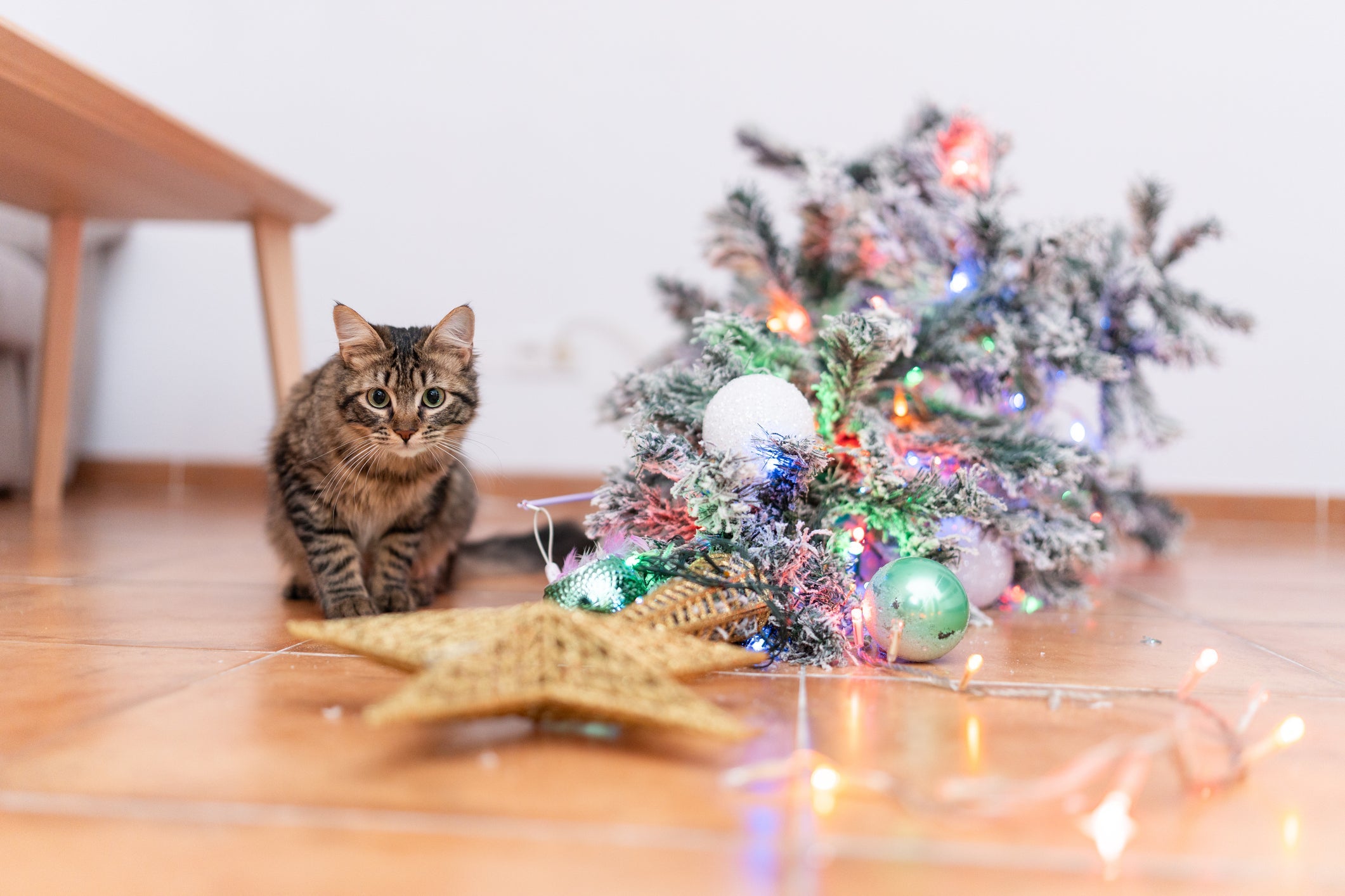Algumas estratégias simples ajudam a montar uma árvore de Natal à prova de gatos e cães