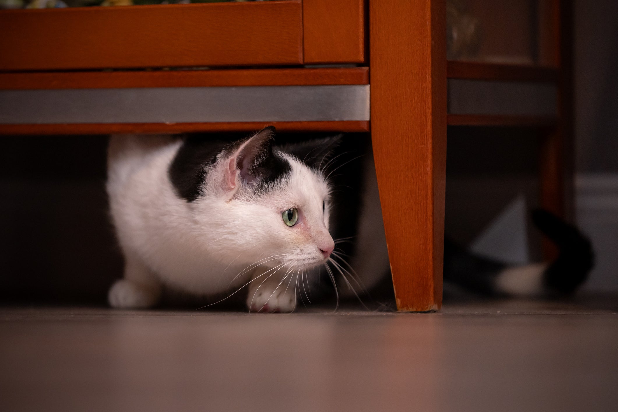 O gato com medo de fogos vai tentar se esconder