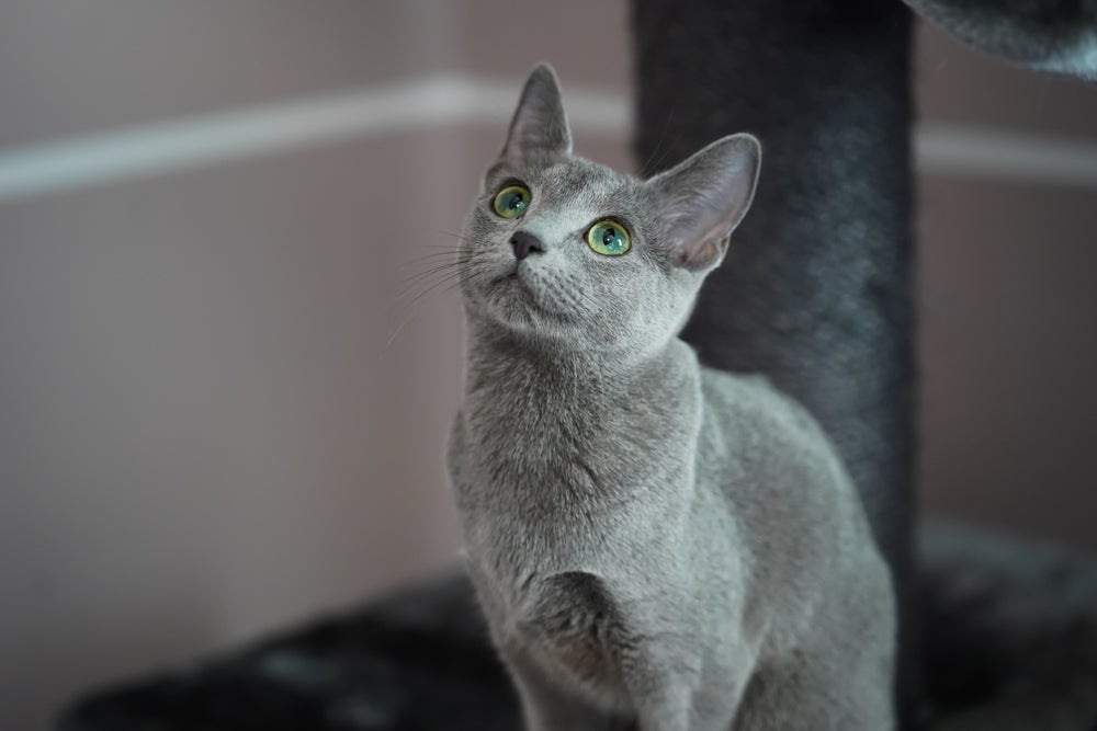 Personalidade tranquila e afetuosa do Azul Russo conquistam qualquer tutor ao redor do mundo